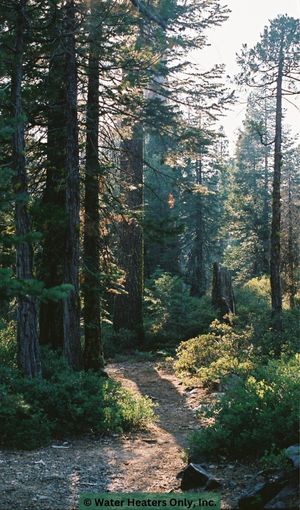 healthy-happy-california Happy healthy green trees growing along a hiking trail in California.